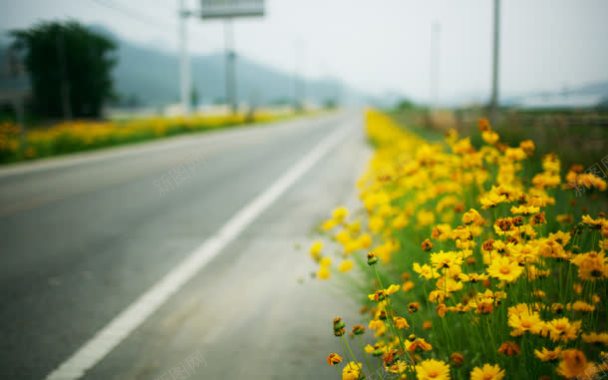 模糊的公路两旁黄花背景