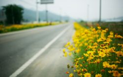 模煳的桥模糊的公路两旁黄花高清图片