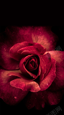 深红色玫瑰花朵背景摄影图片