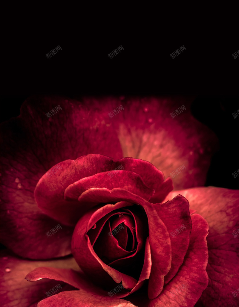 深红色玫瑰花朵背景jpg_新图网 https://ixintu.com 摄影 深红色 玫瑰 背景 花朵 风景 黑红 黑色