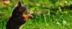 小动物摄影松鼠背景图高清图片