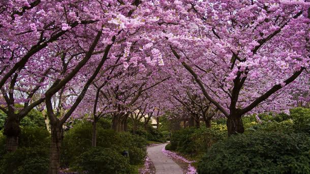 满园樱花壁纸背景