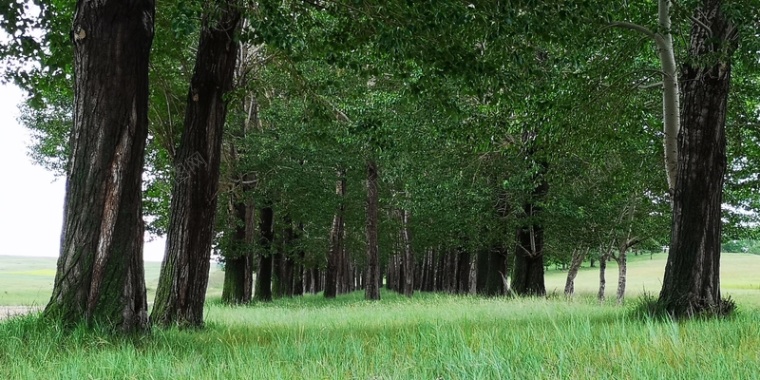 森林风景草原绿植摄影摄影图片