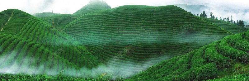 茶叶梯田psd_新图网 https://ixintu.com 摄影 梯田 海报banner 深山 绿色 茶 茶叶 远离污染 风景