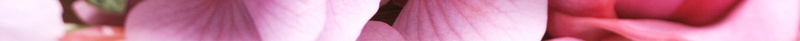 矢量唯美520鲜花预定海报背景jpg设计背景_新图网 https://ixintu.com 促销 创意 唯美 清新 爱心 玫瑰花 私人订制 粉色 花店 花朵 鲜花 鲜花订制 鲜花速递 鲜花预定