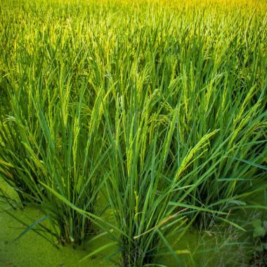 绿色水稻背景背景
