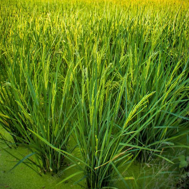 绿色水稻背景jpg设计背景_新图网 https://ixintu.com 其它类别 农作物 图片素材 水田 水稻 田地 绿色 绿色水稻背景图片 绿色水稻背景图片素材下载 背景 背景花边