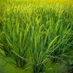 水田背景绿色水稻背景高清图片