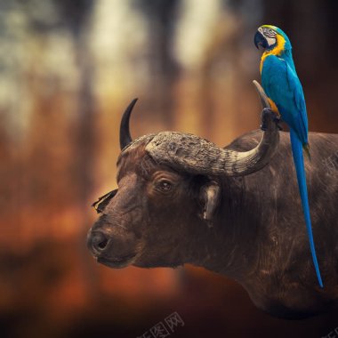 模糊背景站在牛头上的蓝鸟背景