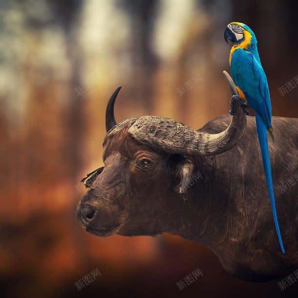 模糊背景站在牛头上的蓝鸟jpg设计背景_新图网 https://ixintu.com 模糊 牛头 背景