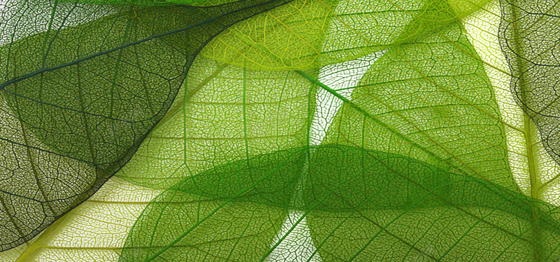绿色植物纹理jpg设计背景_新图网 https://ixintu.com 开心 快乐 树叶 植物 海报banner 纹理 纹路 绿色 质感
