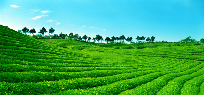 绿色茶山摄影图片