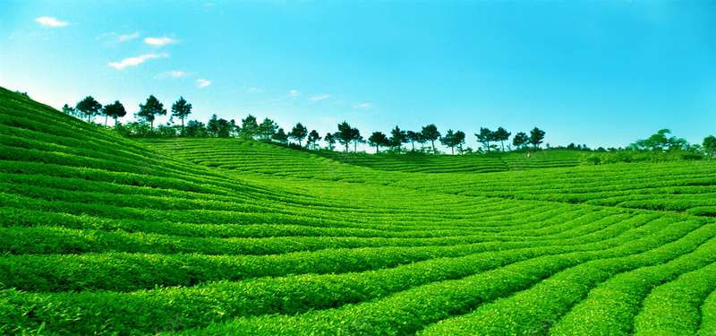 绿色茶山jpg_新图网 https://ixintu.com 摄影 海报banner 绿色茶山 茶叶 茶园 风景