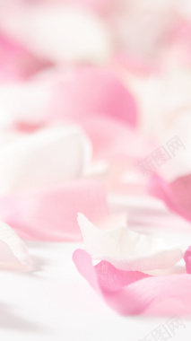 粉红玫瑰花瓣底纹背景背景