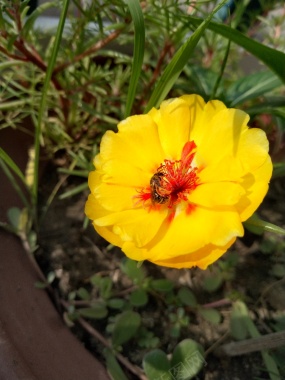 马齿苋黄色花朵蜜蜂背景