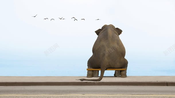 蓝天白云下坐着的大象jpg设计背景_新图网 https://ixintu.com 大象 白云 蓝天