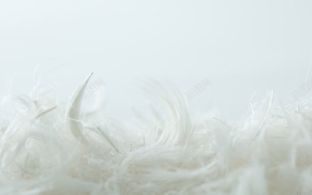 白色羽毛创意元素jpg设计背景_新图网 https://ixintu.com 元素 创意 白色 羽毛
