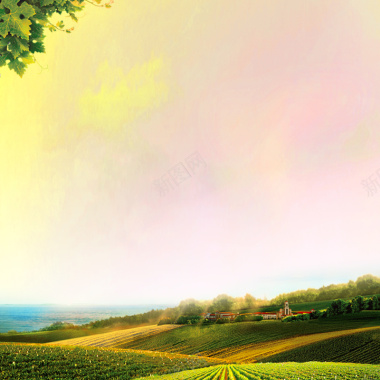 绿色茶园葡萄叶背景摄影图片