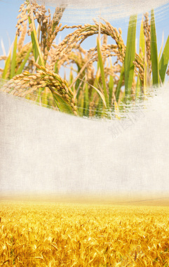 中国风水稻蓝天背景背景