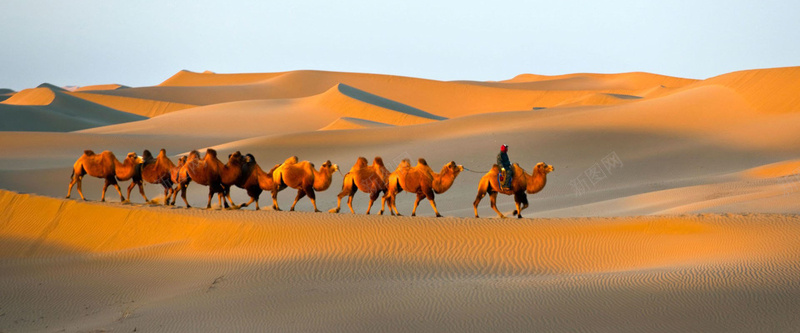 沙漠骆驼背景jpg_新图网 https://ixintu.com 一带一路 一带一路宣传画 一带一路峰会 一带一路战略 一带一路路线 一带一路高峰论坛 丝绸之路 摄影 旅游 服务一带一路 沙漠 海报banner 背景 风景 骆驼 黄沙 黄色
