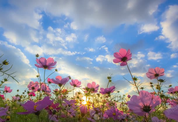 粉色花海蓝天白云jpg设计背景_新图网 https://ixintu.com 万紫千红 白云 粉色 花海 蓝天