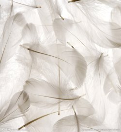白色纯洁立体羽毛高清图片