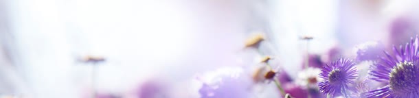 唯美紫色花朵梦幻海报背景jpg设计背景_新图网 https://ixintu.com 光线 天猫 广告背景 时尚 海报背景 淘宝 清新 温馨 炫彩 玫瑰花 绚 绚丽 花卉 花朵 花朵背景