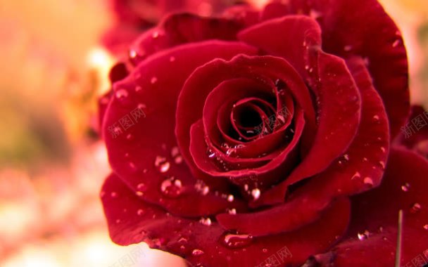 水滴红色鲜艳玫瑰背景