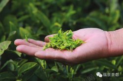 手掌里的钥匙茶叶手掌里的嫩茶叶高清图片