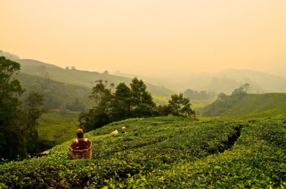 黄色天空绿色茶园背景