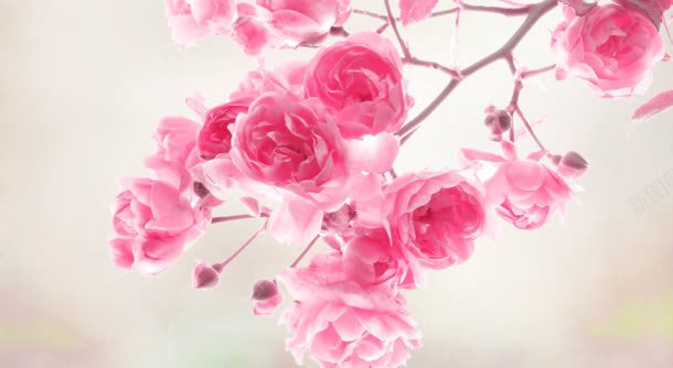 粉红色的玫瑰花淡色树干jpg设计背景_新图网 https://ixintu.com 树干 玫瑰花 粉红色