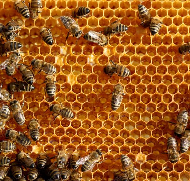 蜂窝上的蜜蜂摄影jpg_新图网 https://ixintu.com 图片素材 底纹背景 昆虫 昆虫世界 背景花边 蜂巢 蜂窝 蜂窝上的蜜蜂摄影 蜂窝上的蜜蜂摄影图片 蜂窝上的蜜蜂摄影图片素材下载 蜂蜜 蜜蜂 蜜蜂摄影 蜜蜂窝