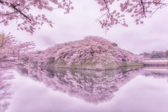 紫色梦幻花海湖面背景