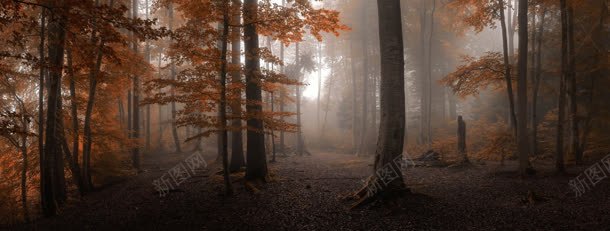 秋季橙色枫叶树林光束背景