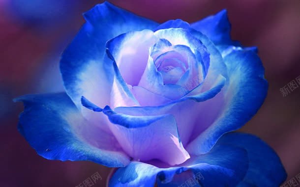 唯美蓝色玫瑰花壁纸jpg设计背景_新图网 https://ixintu.com 壁纸 玫瑰花 蓝色