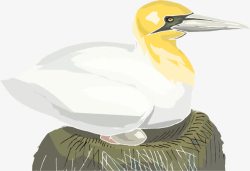 孵蛋的白色鸟图素材