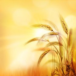 丰收季节小报金色麦子高清图片