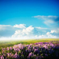 蓝天下的草原蓝天下的紫色花丛草原海报背景高清图片