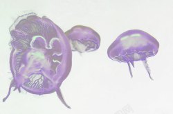 花纹水母水母高清图片
