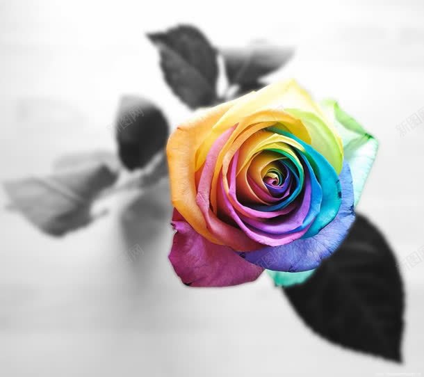 黑白玫瑰与彩色玫瑰的结合jpg设计背景_新图网 https://ixintu.com 彩色 玫瑰 结合 黑白