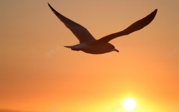 日落天空海鸥海报背景背景