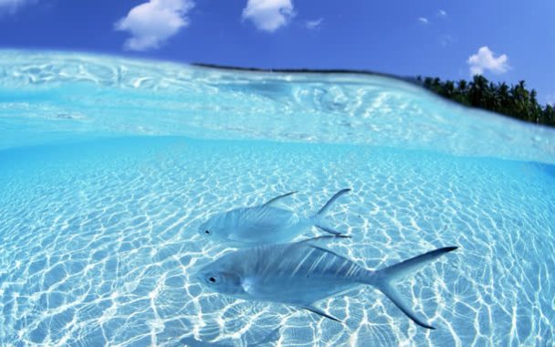 天空白云海水海鱼背景