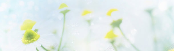 唯美花瓣banner壁纸jpg设计背景_新图网 https://ixintu.com 唯美 壁纸 素材 色彩 鲜花