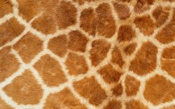 动物斑驳豹子菱形底纹高清图片
