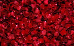 大红色鲜花中国风大红色花瓣鲜花高清图片
