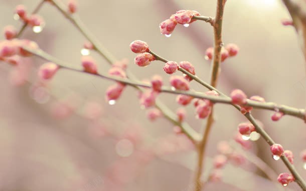 粉色花朵水珠壁纸jpg设计背景_新图网 https://ixintu.com 壁纸 水珠 粉色 花朵