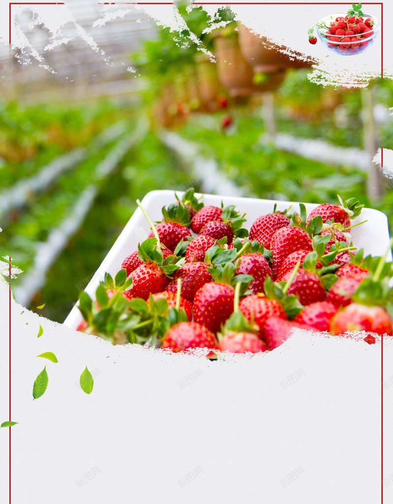 白色简约摘草莓海报psd设计背景_新图网 https://ixintu.com 促销 摘草莓海报 新鲜 水果 美味 草莓园 草莓基地 边框