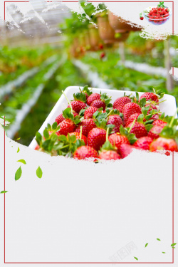 一起摘草莓白色简约摘草莓海报高清图片
