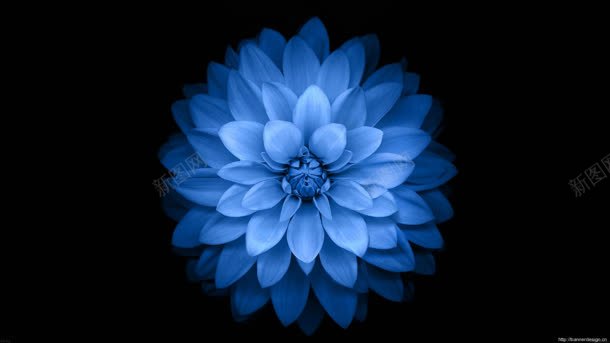 美丽绽放的蓝色花背景