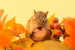 秋天的花抱着果子的花栗鼠高清图片
